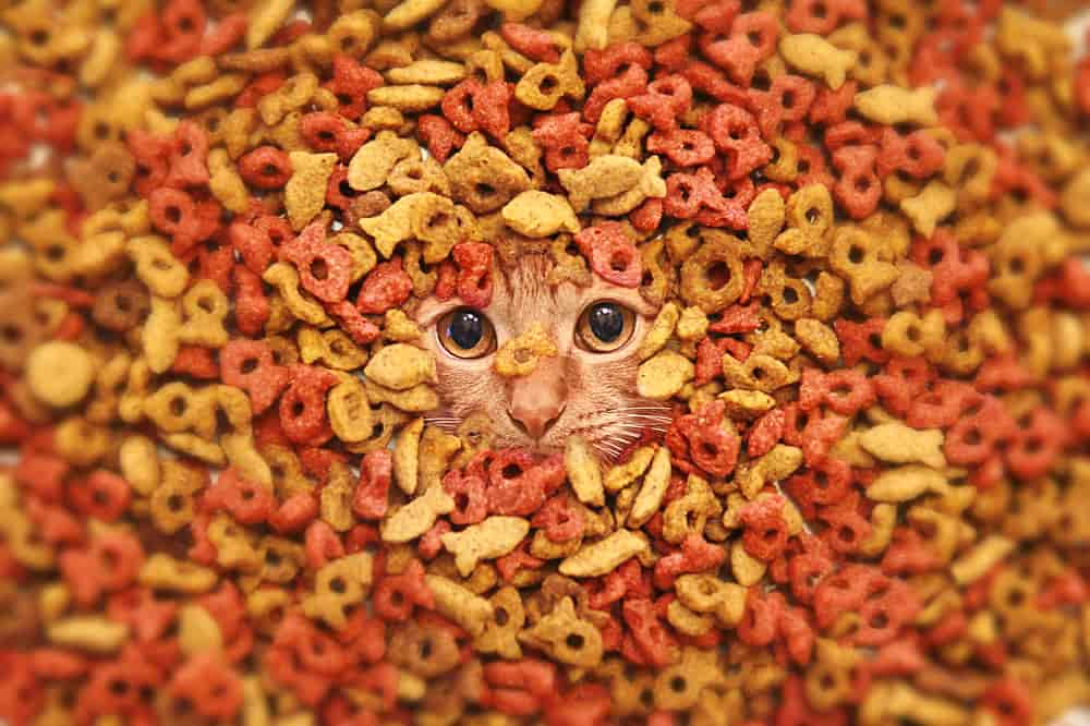 تصویر 1 از غذای گربه رژیمی کم کالری مخصوص گربه های خانگی